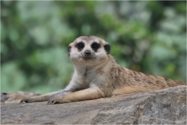 <p>SURIKATA (Suricata suricatta), ZOO Ústí nad Labem</p>